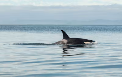 Whale watching